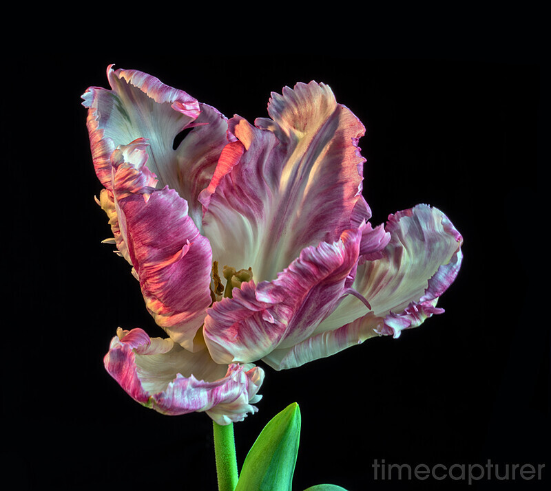 Opening Up - New Images
