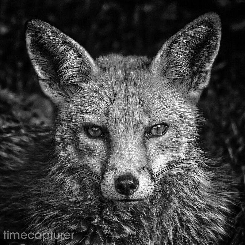 The Vixens Stare - Monochrome (Black & White)