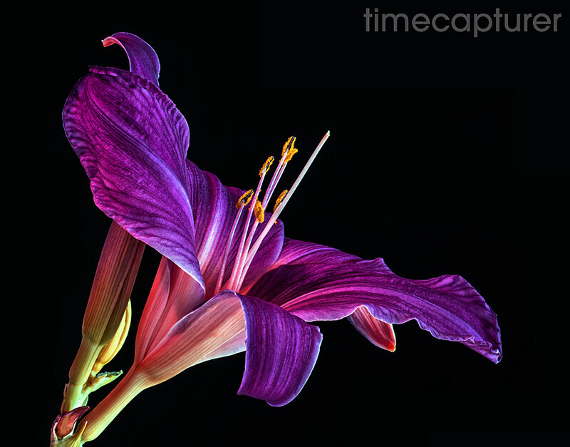 Lilac Lily - Macro Photography