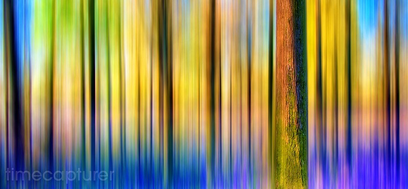 Rainbow Wood - Creative