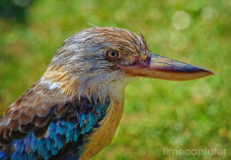 The Beak - Nature & Wildlife