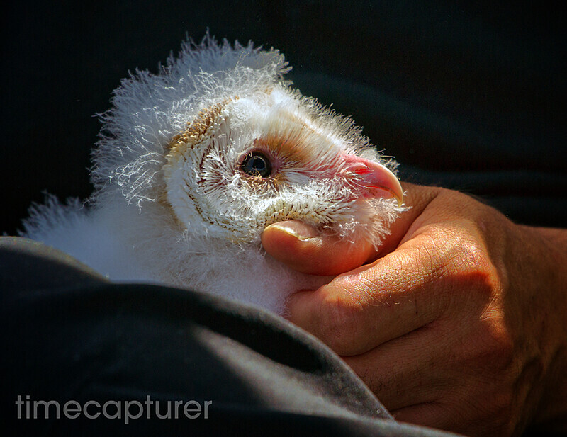 The Orphan - Nature & Wildlife