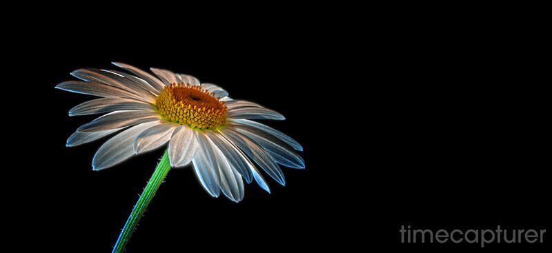 Solitude - Macro Photography