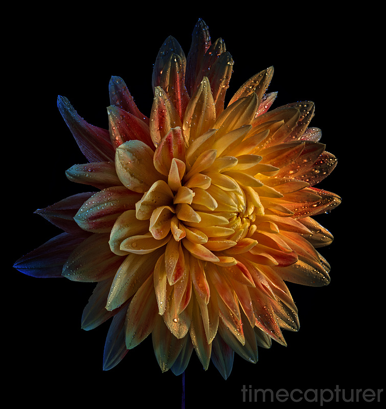 Apricot Glow - Macro Photography