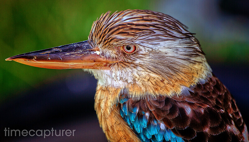 Kookie Colours - Nature & Wildlife