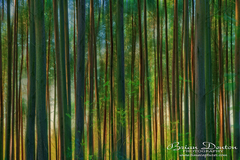 In The Trees - Creative