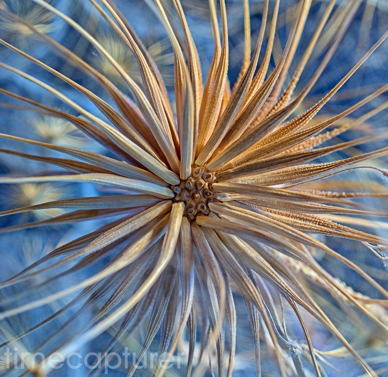 The Pod - Macro Photography