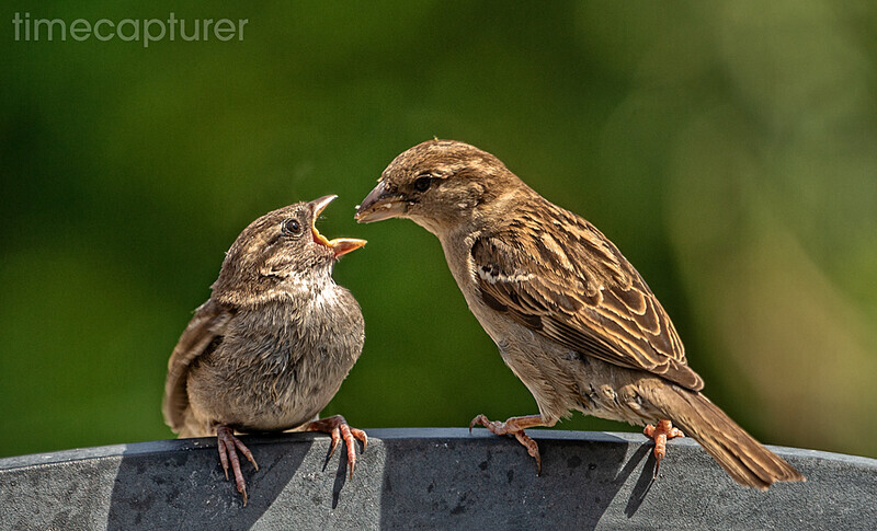 Feed Me Mama - Nature & Wildlife