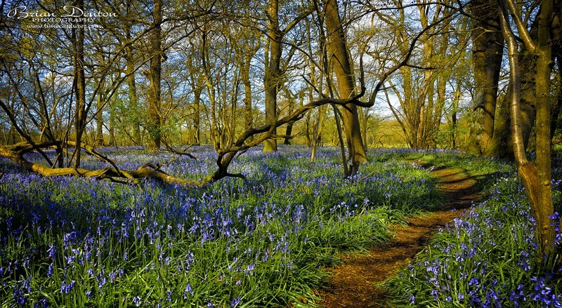 The Bluebell Path - Sussex & Brighton
