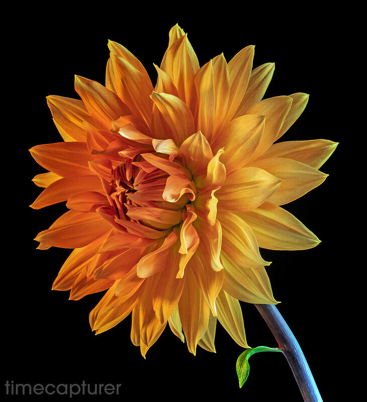 Glorie Van Noordwijk - Macro Photography