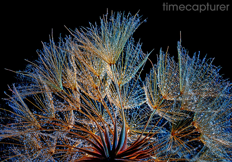 Jewelbox - Macro Photography