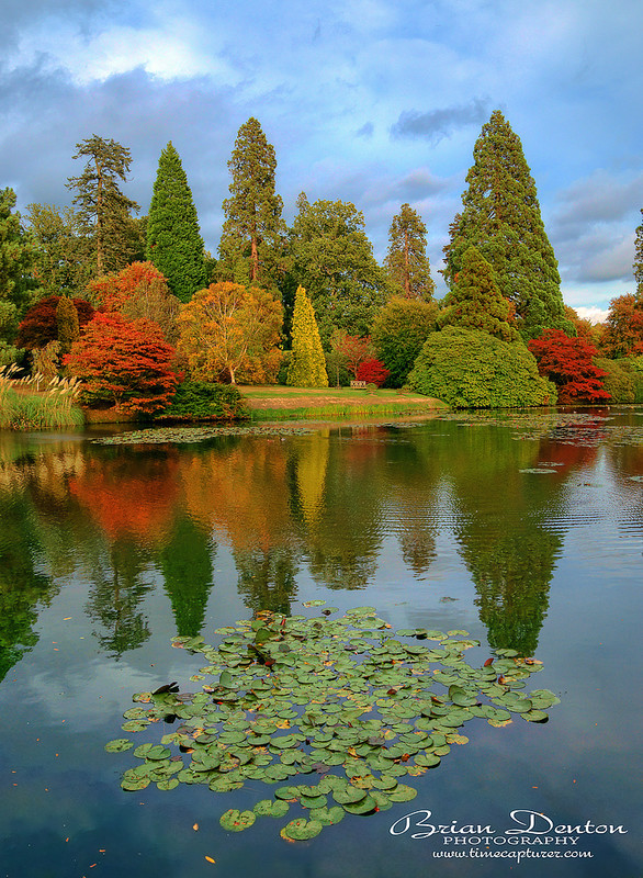 Autumn Lily Pads - England