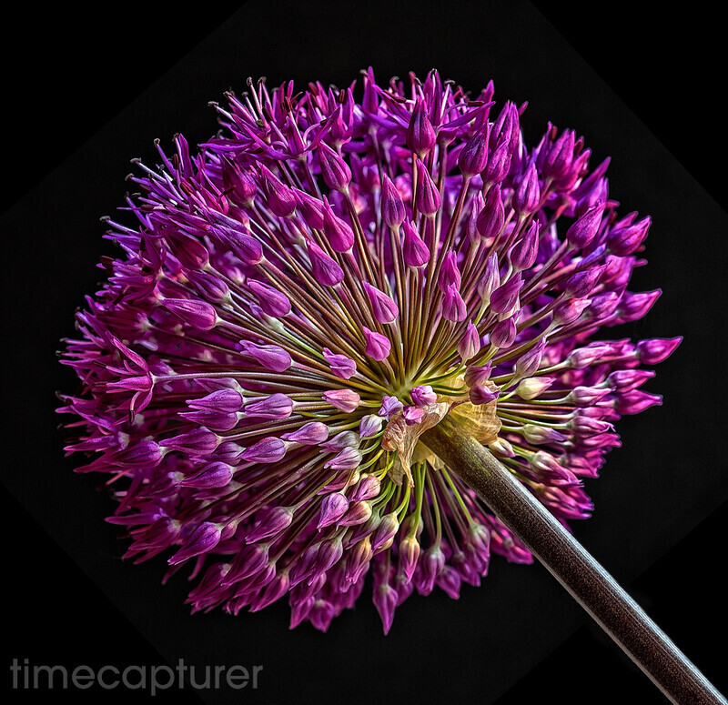 Spring Globe - Macro Photography