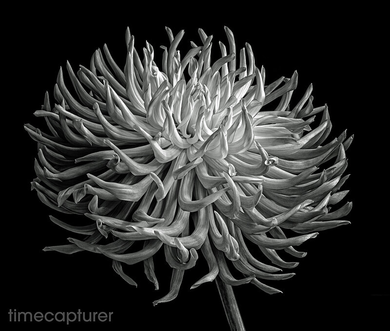 Alfred Grille - Monochrome (Black & White)