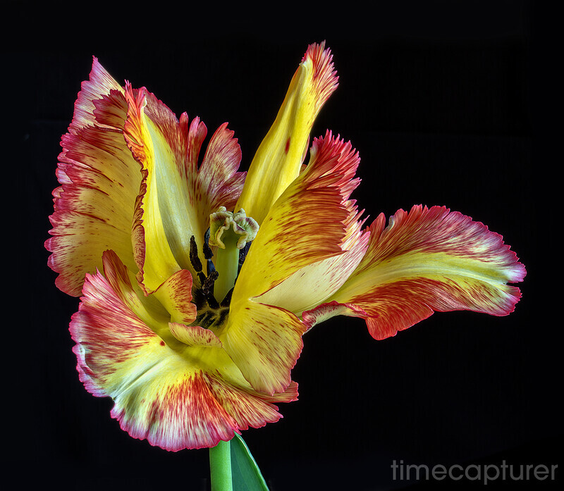 Caribbean Flamenco - Macro Photography