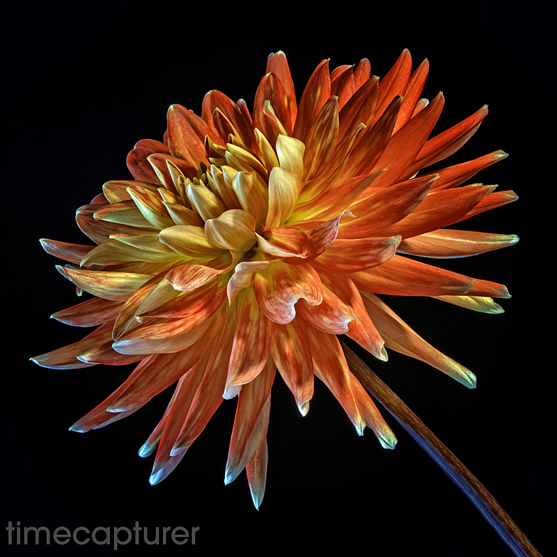 Burnt Orange - Macro Photography