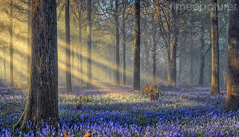 Bluebell Shadows - New Images