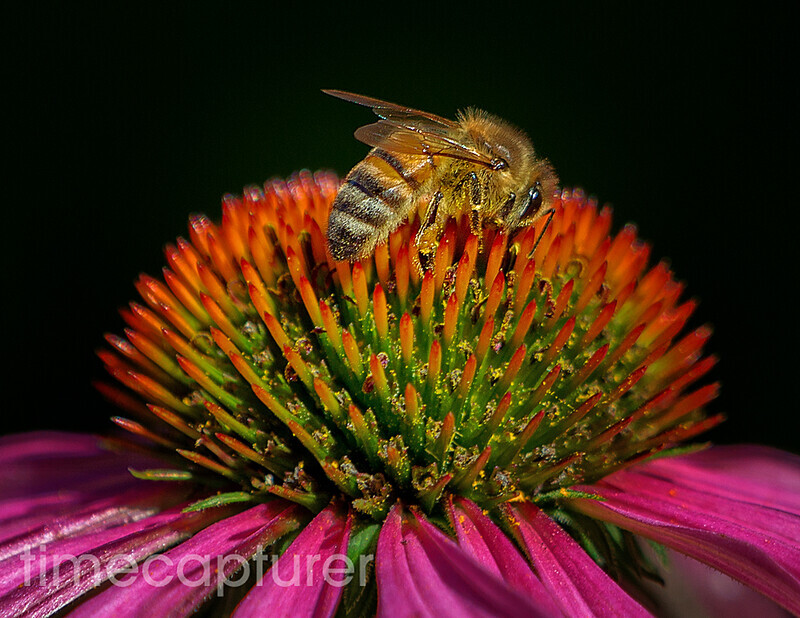 Pollen Poaching - Nature & Wildlife