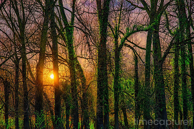 Sunrise Forest - New Images