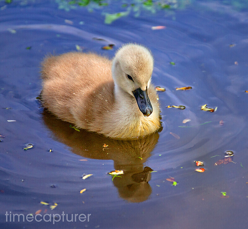 The Future Swan - Nature & Wildlife