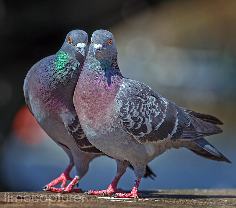 Love Birds - Nature & Wildlife