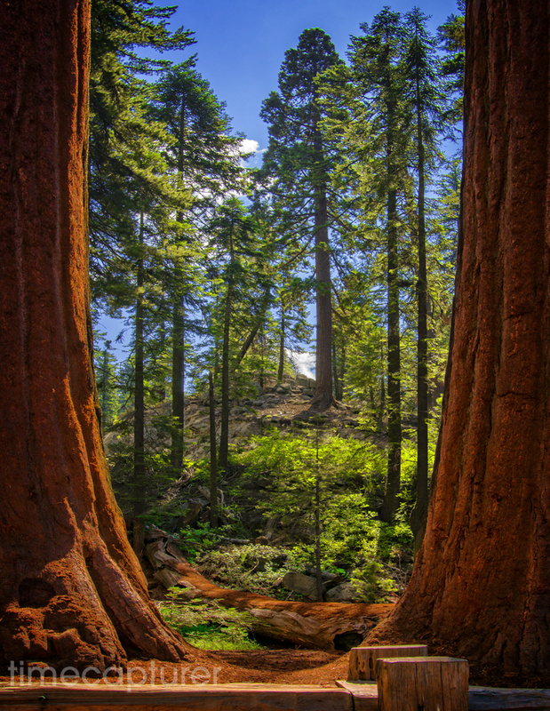 Sequoia - USA (Inc. The Grand Canyon)