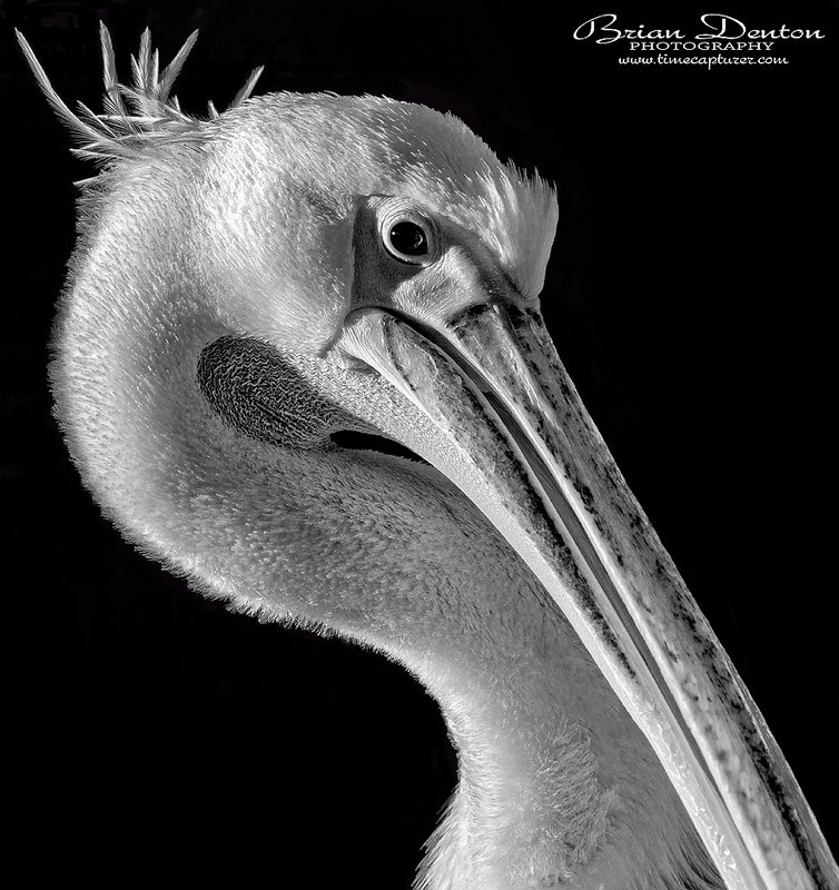 Pelican Preening