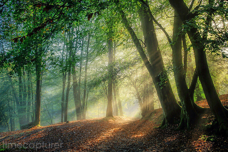 Sunlight In Pookchurch Wood - New Images