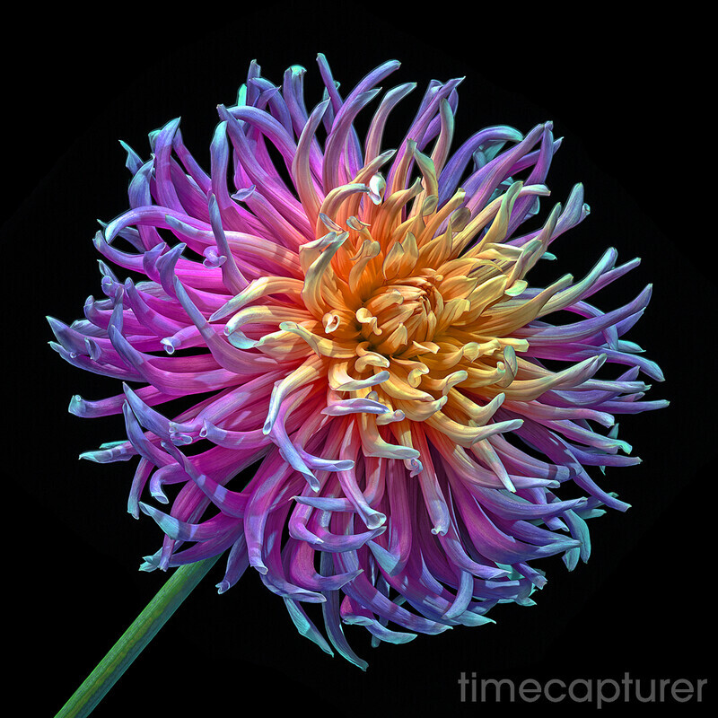 Peach  Purple - Macro Photography