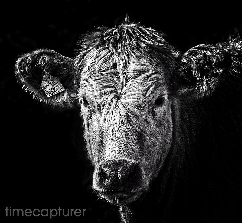 600875 - MULTI AWARD WINNING IMAGES