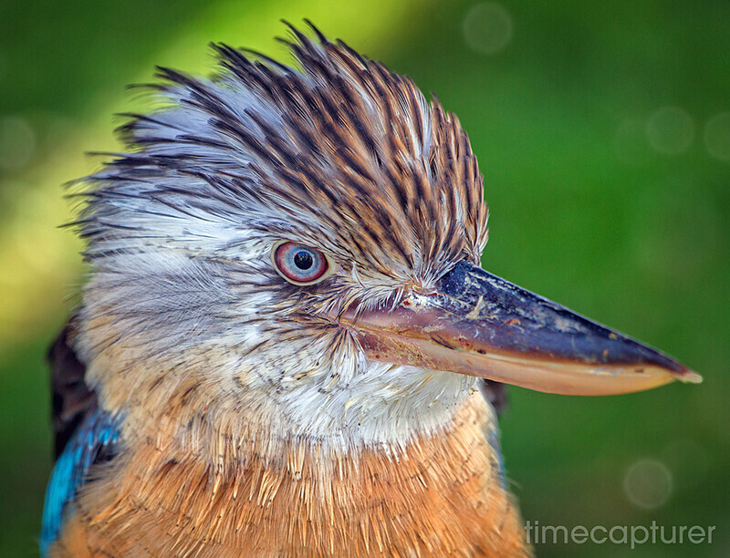 Blue Winged Kookaburra - Nature & Wildlife