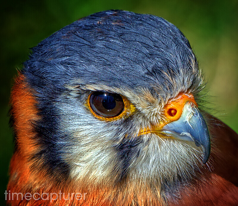 Kestrel Eye - Nature & Wildlife