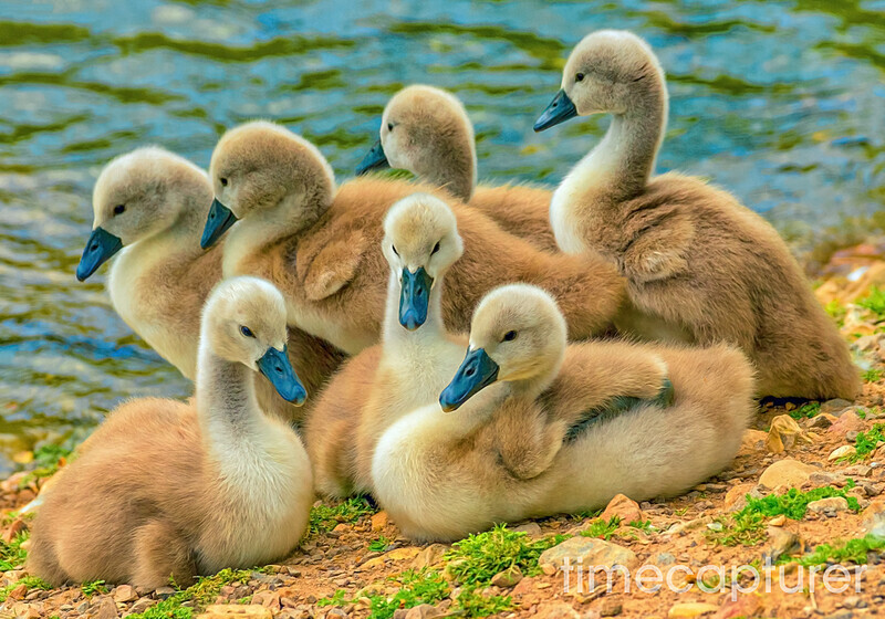Brood Of Seven - Nature & Wildlife