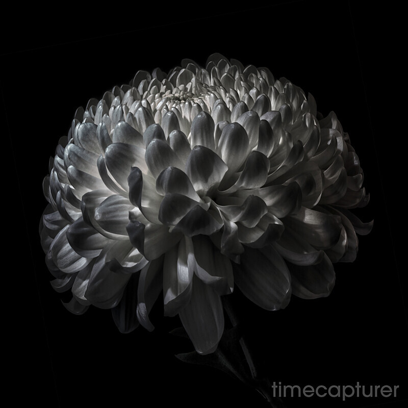 Snowball - Monochrome (Black & White)