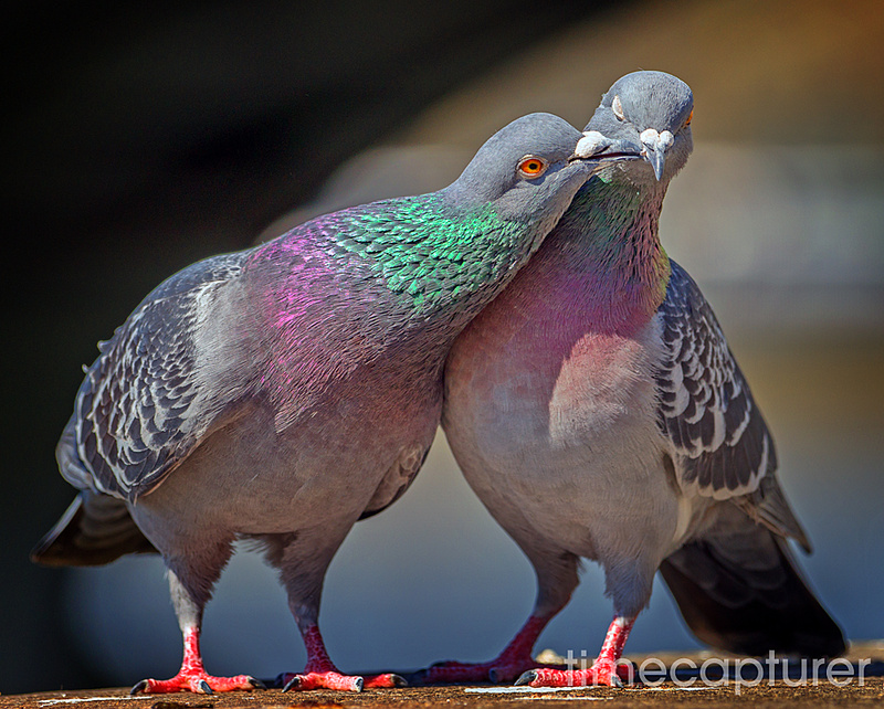 Spring Is In The Air - Nature & Wildlife