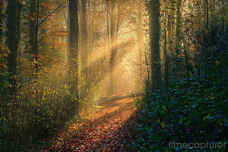 Autumn Woodland Mist - New Images
