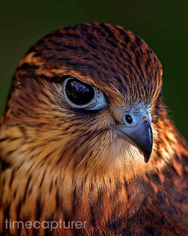 The Kestrel - Nature & Wildlife