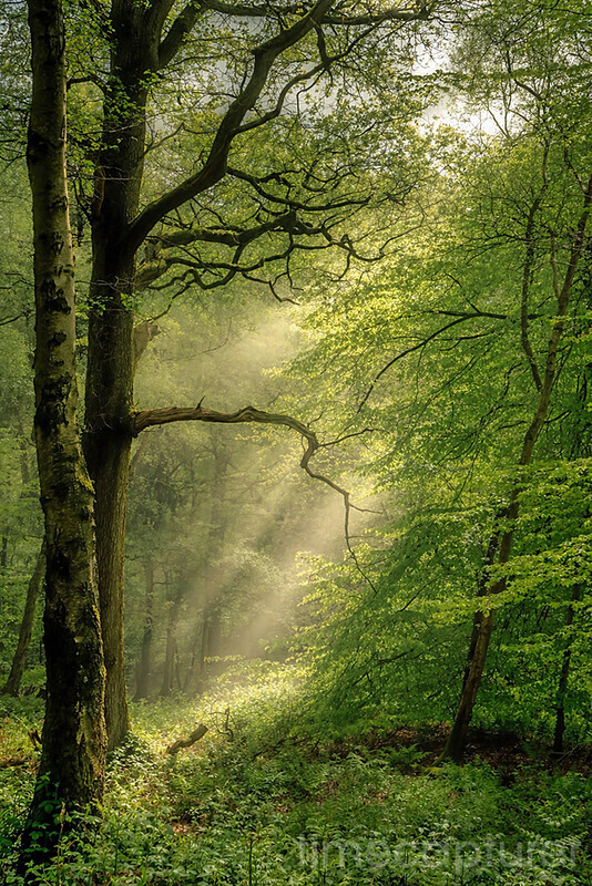 Pookchurch Mist - New Images