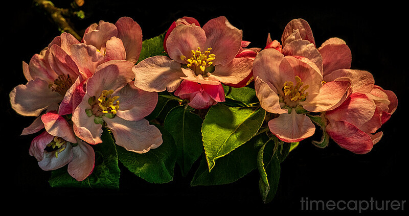 Apple Blossom Time - Macro Photography
