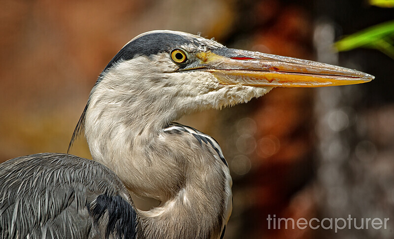 Sharp Beak - Nature & Wildlife