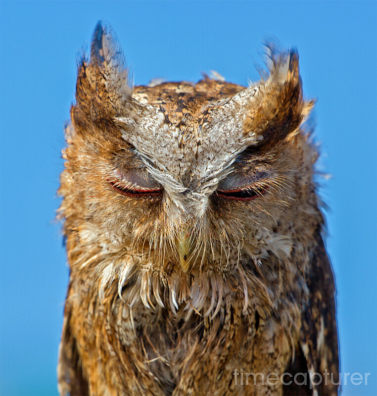 Sleepy Owl - Nature & Wildlife