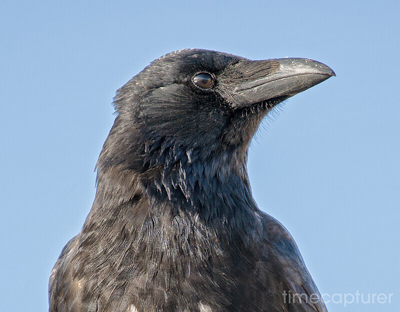 Crow - Nature & Wildlife