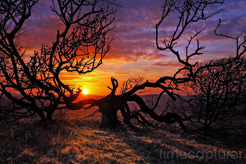 Dawn Chorus - New Images