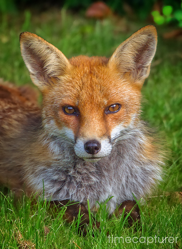 Garden Visitor - Nature & Wildlife