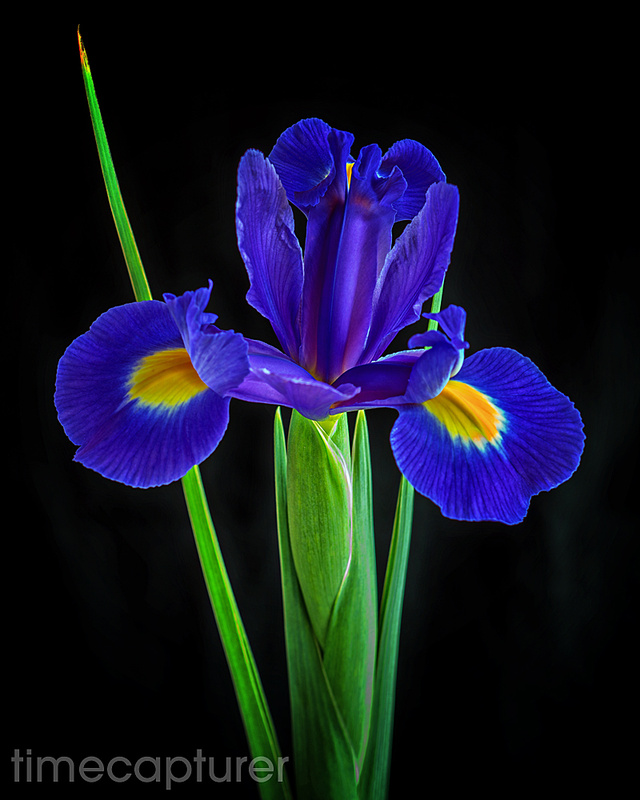 Iris - Macro Photography