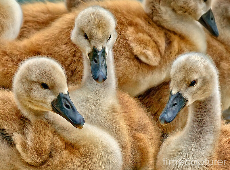 Cygnet Ring - Nature & Wildlife
