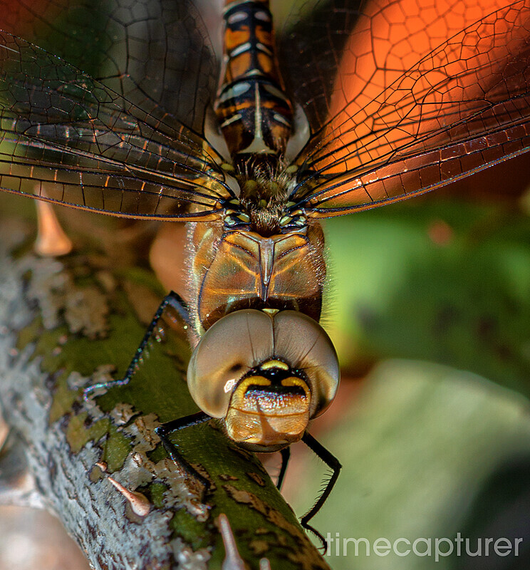 Dragons Eyes - Nature & Wildlife