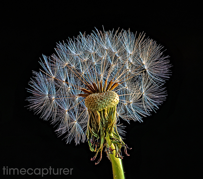 Ready To Fly - Macro Photography