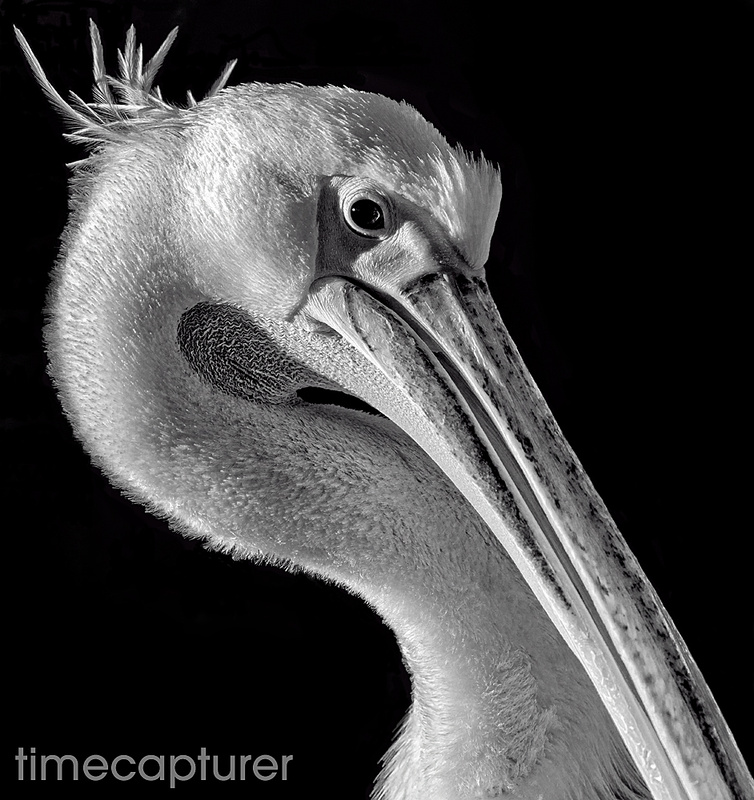 Pelican Preening - Monochrome (Black & White)