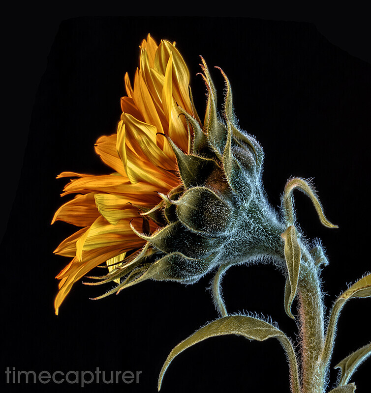 Suns Coming Up - Macro Photography